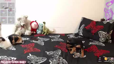 Tina N Charlie online show from 21, 10, 2025