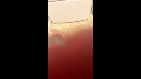 Slave bitch online show from 23, 3, 2026