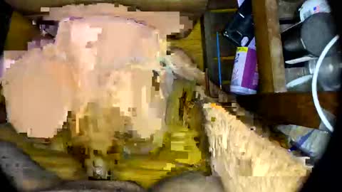 vegujo online show from 7, 2, 2025