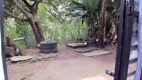 venus ... zeus sheer  online show from 19, 1, 2026