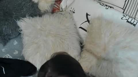 Vit a Viper online show from 30, 9, 2025