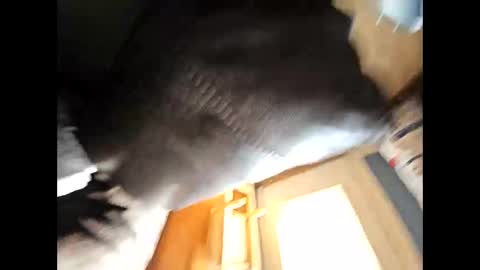 wildman2900 online show from 4, 2, 2025