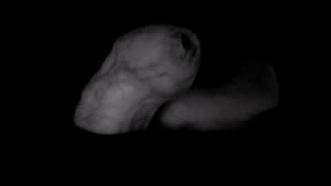 yeasayer online show from 8, 10, 2025