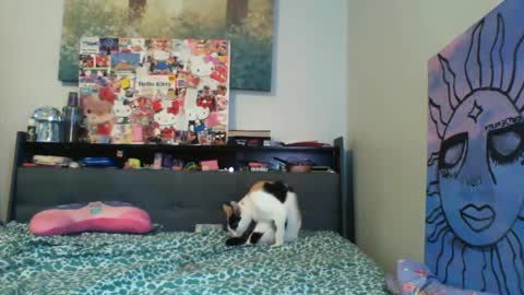 zaddyslilslutbucket online show from 13, 9, 2025