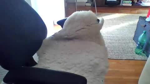 Snapshot of zyggy87 chatting on 23, 2, 2026 zyggy87 online show from 23, 2, 2026