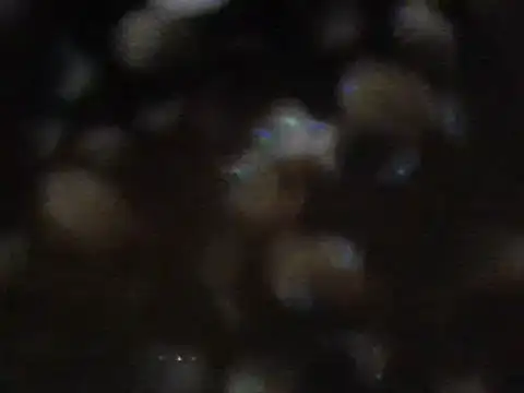 Snapshot of arabictsmariam chatting on 11, 2, 2025 arabictsmariam online show from 11, 2, 2025