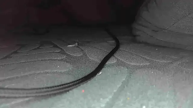 sclax38 online show from 1, 1, 2025