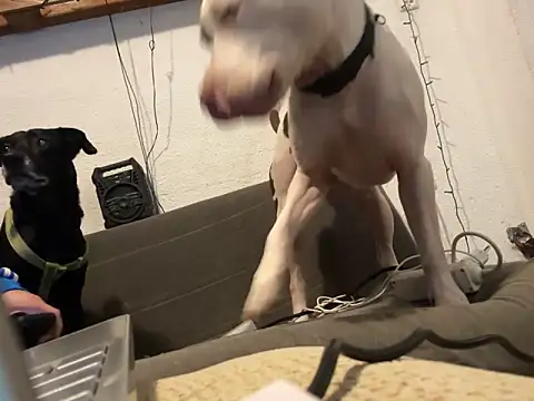 Snapshot of EnricoGio chatting on 17, 12, 2024 EnricoGio online show from 17, 12, 2024