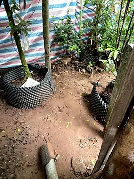 Suri amabel online show from 28, 10, 2025