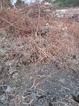 Ajith mvi online show from 16, 3, 2026