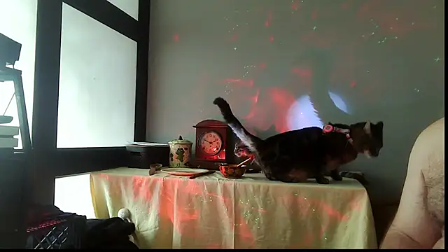 Snapshot of SexWorkerX chatting on 20, 12, 2025 SexWorkerX online show from 20, 12, 2025