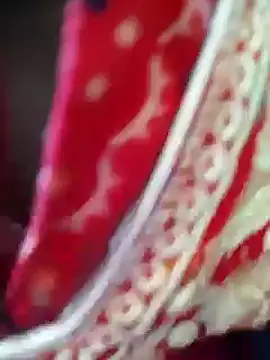 Bengoli--bhabhi online show from 22, 2, 2025