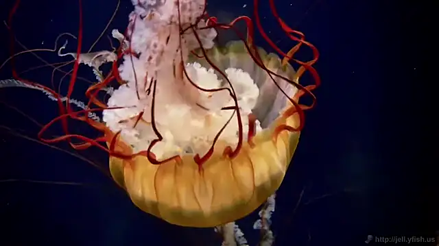 streamy test11 online show from 22, 9, 2025