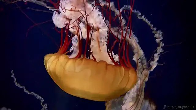 Snapshot of streamy_test11 chatting on 29, 9, 2025 streamy test11 online show from 29, 9, 2025