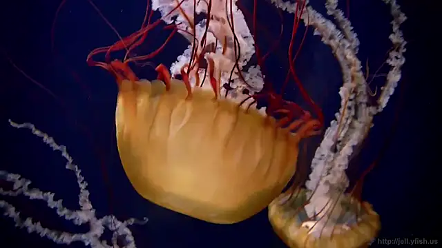 streamy test11 online show from 20, 10, 2025