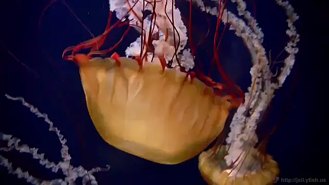 Snapshot of streamy_test11 chatting on 21, 11, 2025 streamy test11 online show from 21, 11, 2025