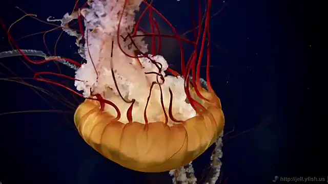 Snapshot of streamy_test11 chatting on 4, 12, 2025 streamy test11 online show from 4, 12, 2025