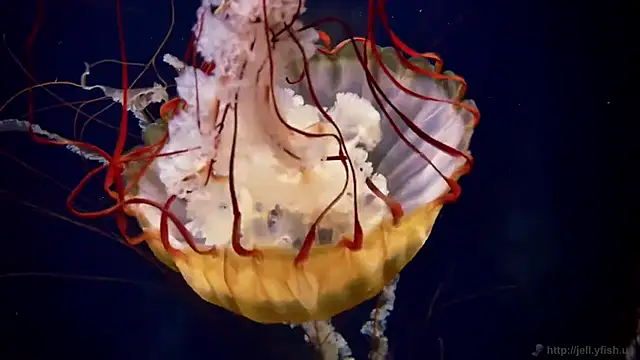 Snapshot of streamy_test11 chatting on 16, 12, 2025 streamy test11 online show from 16, 12, 2025