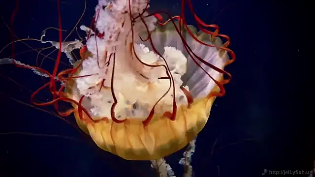 Snapshot of streamy_test11 chatting on 17, 12, 2025 streamy test11 online show from 17, 12, 2025