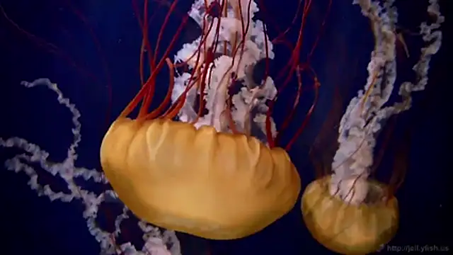 streamy test11 online show from 18, 2, 2026