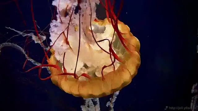 streamy test13 online show from 4, 12, 2024