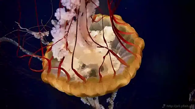 streamy test13 online show from 28, 1, 2025