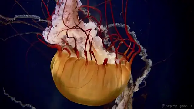 streamy test13 online show from 3, 2, 2025