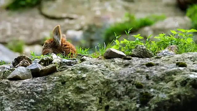 streamy test13 online show from 10, 9, 2025