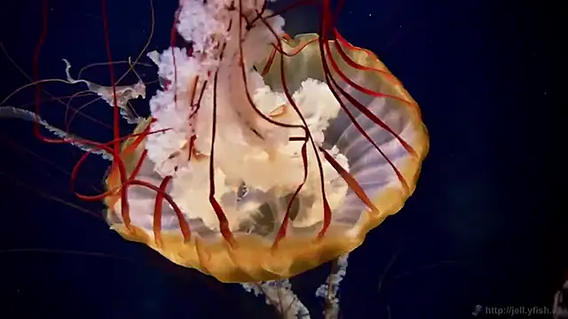 streamy test13 online show from 7, 10, 2025