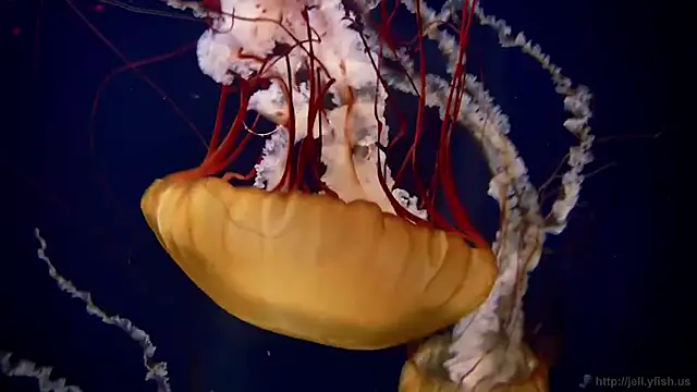 streamy test13 online show from 20, 10, 2025