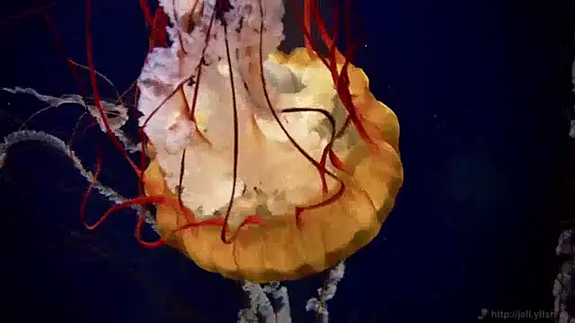 Snapshot of streamy_test15 chatting on 4, 12, 2024 streamy test15 online show from 4, 12, 2024