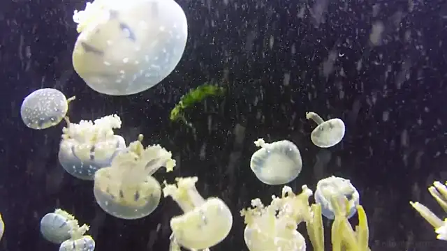 streamy test15 online show from 8, 7, 2026