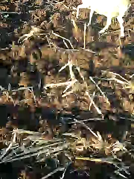 murokkk31 online show from 9, 1, 2025