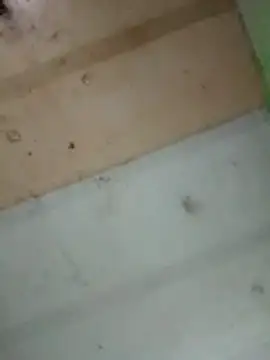 Alonsomadeira online show from 10, 2, 2026