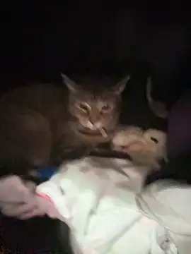 Snapshot of ThicBunz chatting on 14, 1, 2026 ThicBunz online show from 14, 1, 2026