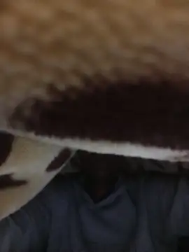 Snapshot of WrongedParvo chatting on 23, 11, 2025 WrongedParvo online show from 23, 11, 2025