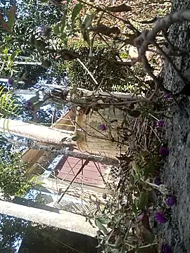 AssamSilchar93 online show from 7, 2, 2026