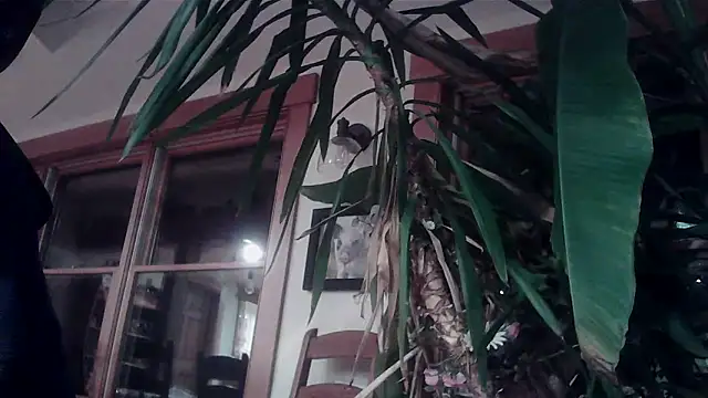 Snapshot of KittingGrappler chatting on 15, 11, 2025 KittingGrappler online show from 15, 11, 2025