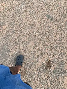 Black mamba madingo online show from 30, 1, 2025