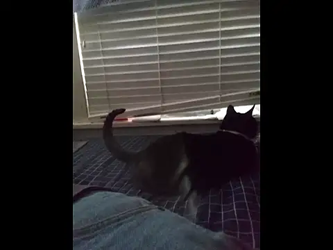 DevinToore online show from 20, 3, 2026