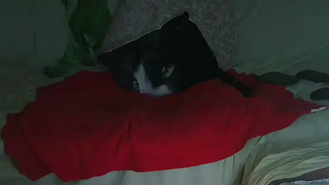 VeneRed online show from 23, 9, 2025