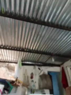 elputoflaco online show from 24, 3, 2026