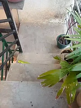 alixezara online show from 17, 12, 2024