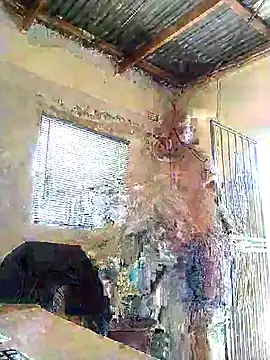 surger online show from 20, 12, 2025