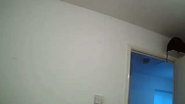 rampartzz online show from 6, 3, 2025