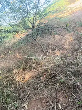 tamil000000 online show from 9, 3, 2025