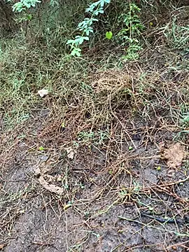 tamil000000 online show from 13, 3, 2025