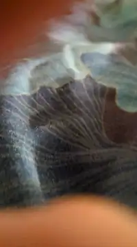 Snapshot of WelshXXX chatting on 20, 1, 2025 WelshXXX online show from 20, 1, 2025