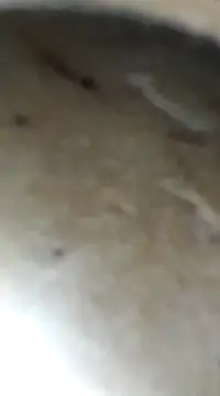 QazVmlp123 online show from 15, 1, 2025