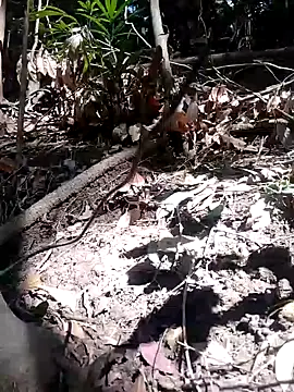 subaru8291 online show from 5, 11, 2025